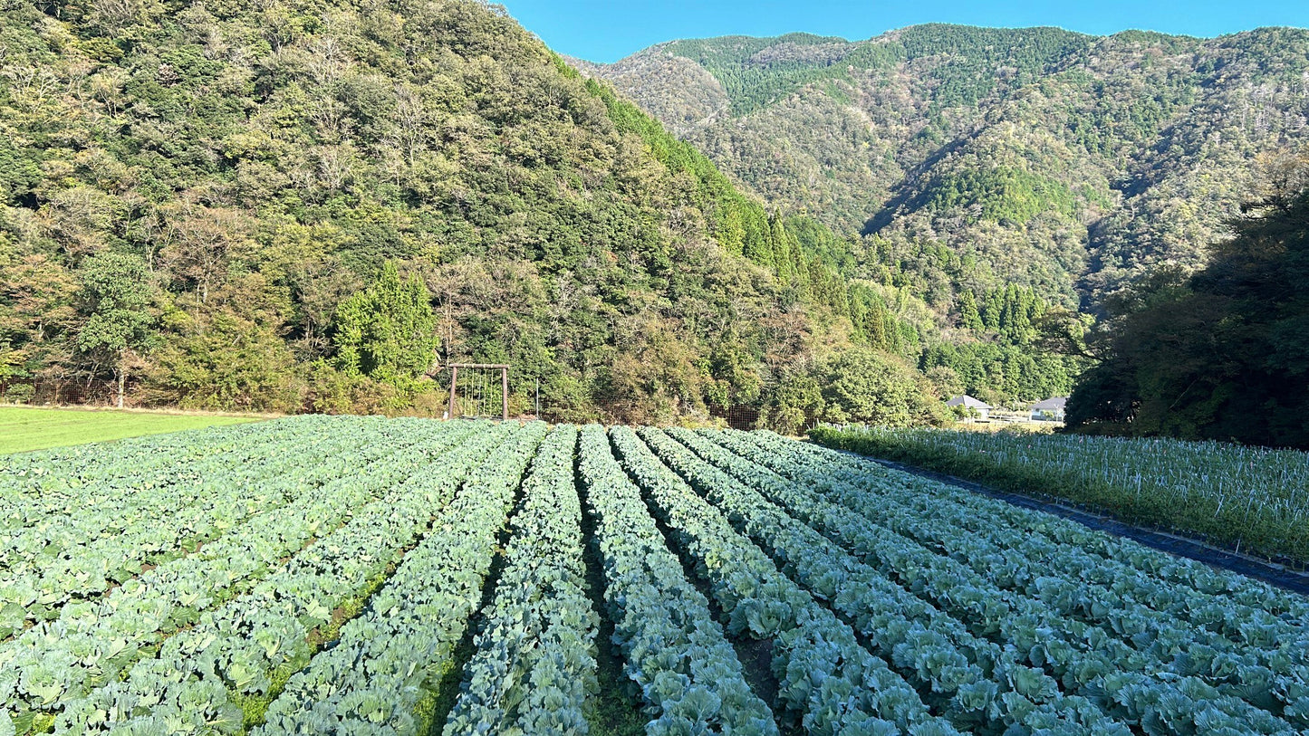 【予約販売:4月下旬~お届け】春キャベツ
