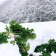 【予約販売】雪国の越冬野菜セット