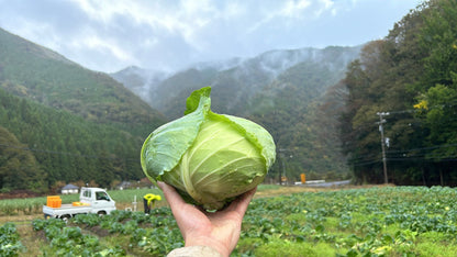 【予約販売：４月下旬～お届け】春キャベツ