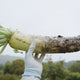 神鍋高原産「高原大根」