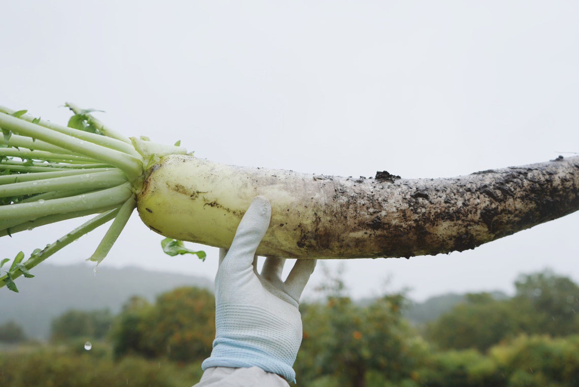 神鍋高原産「高原大根」