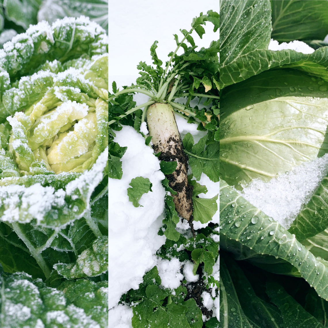 【予約販売】雪国の越冬野菜セット