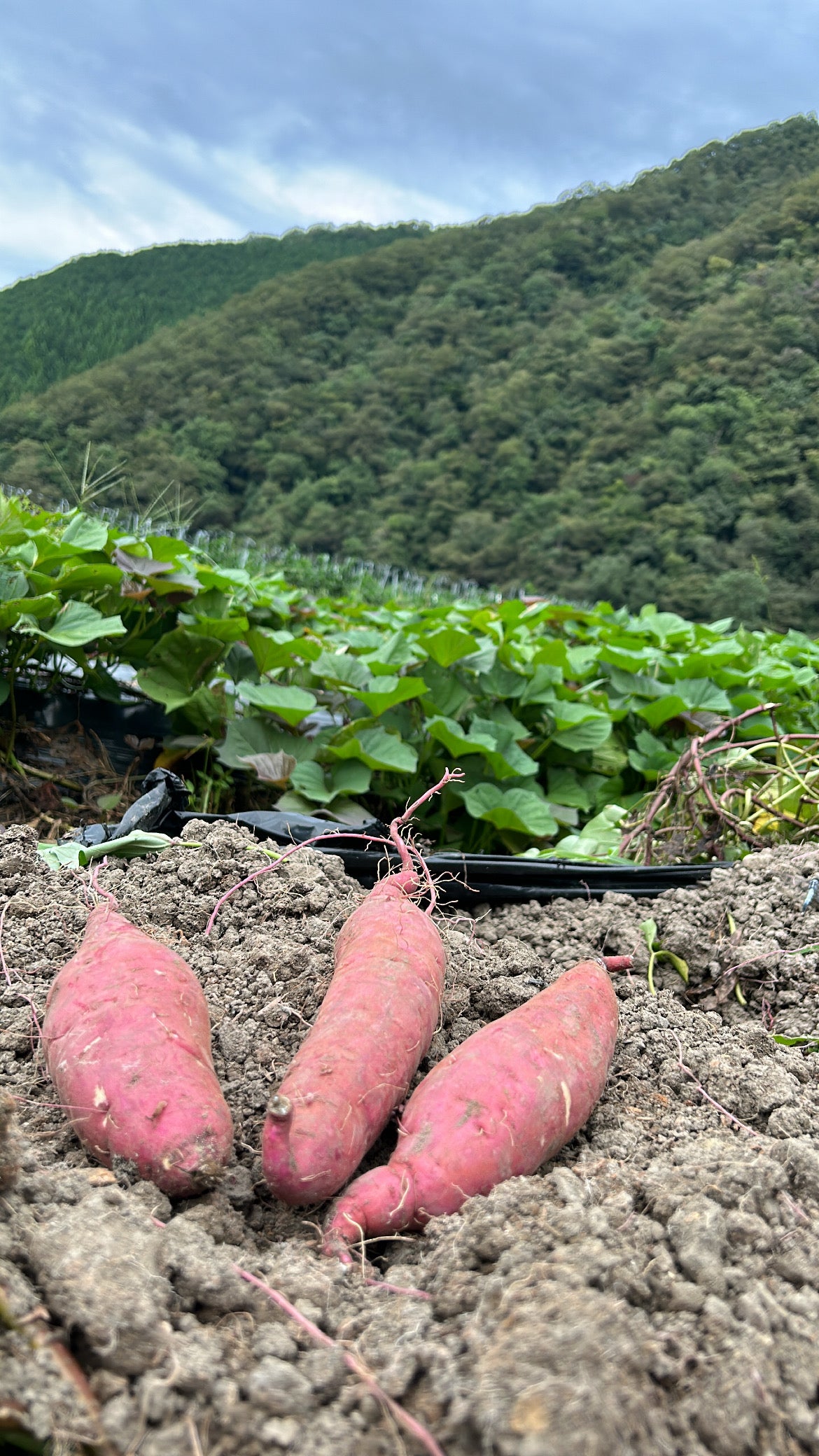 長期熟成 べにはるか 100Kg - 食品