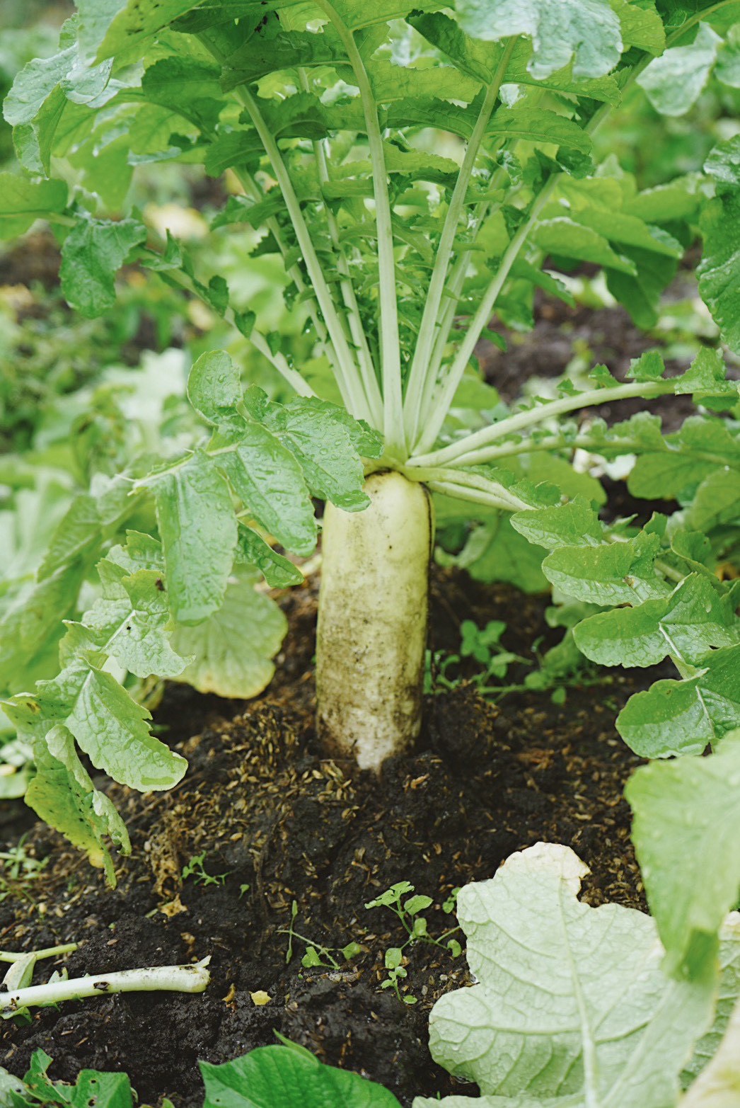 神鍋高原産「高原大根」