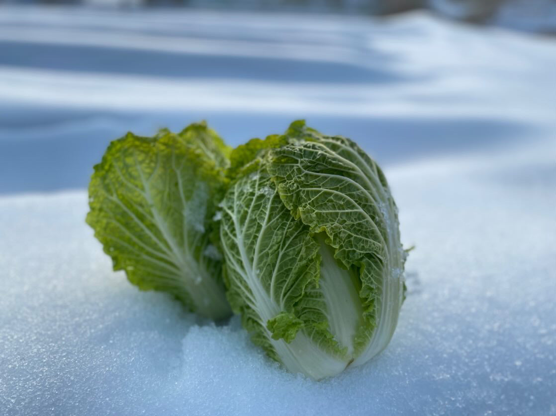 雪中白菜