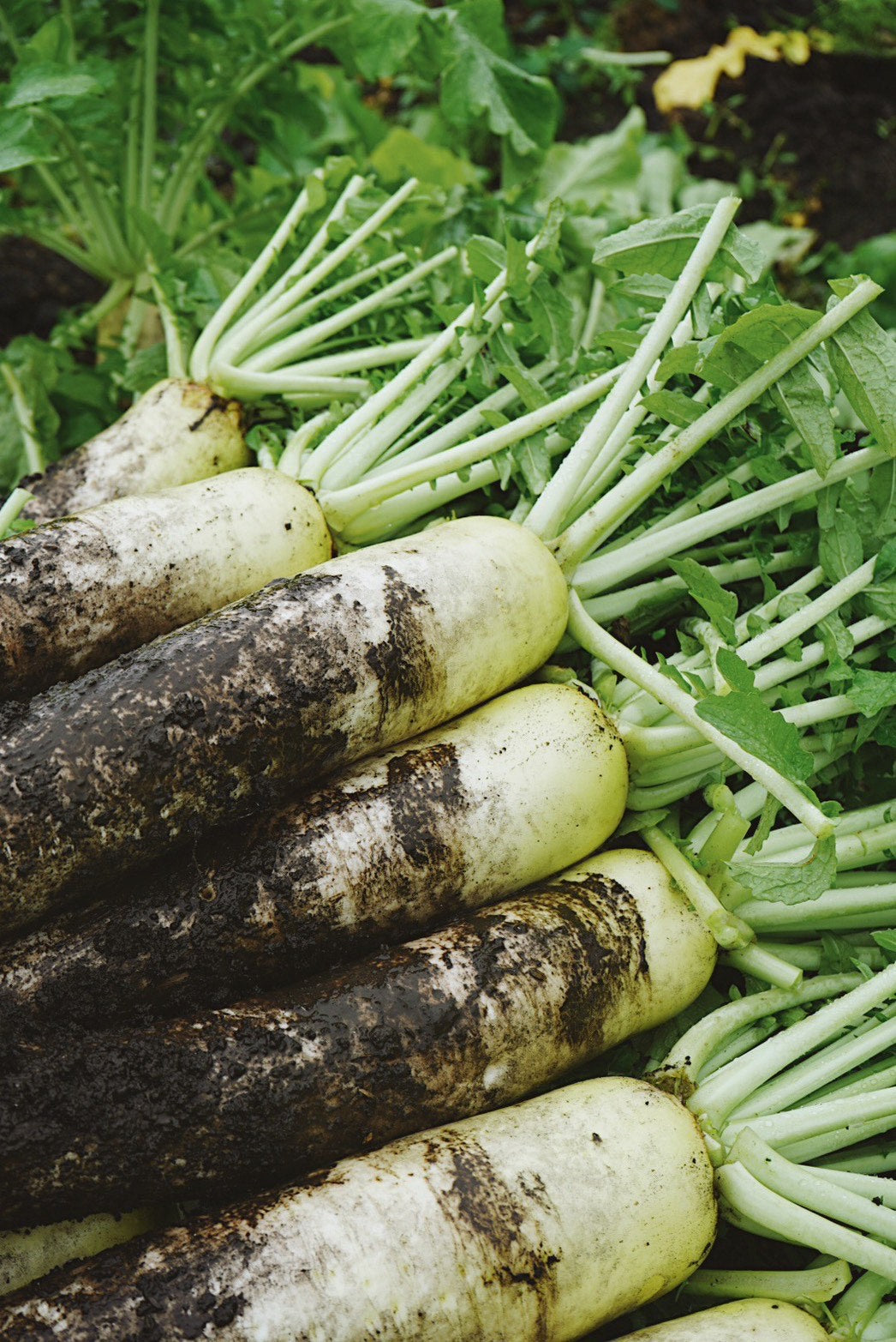 神鍋高原産「高原大根」