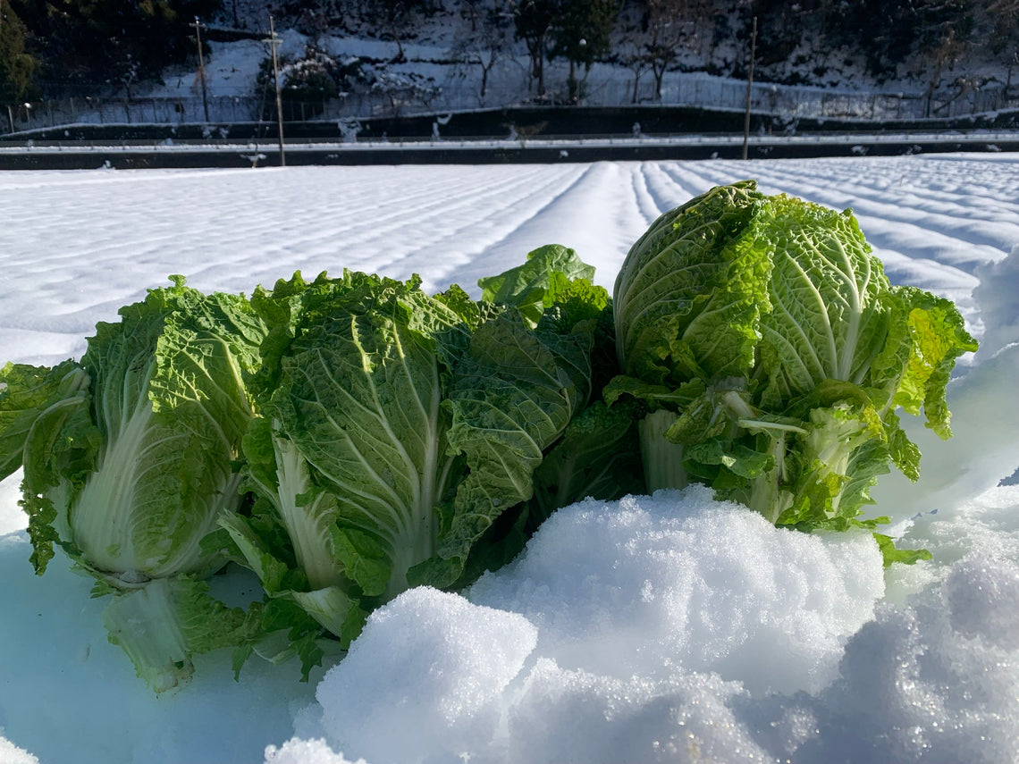 雪中白菜