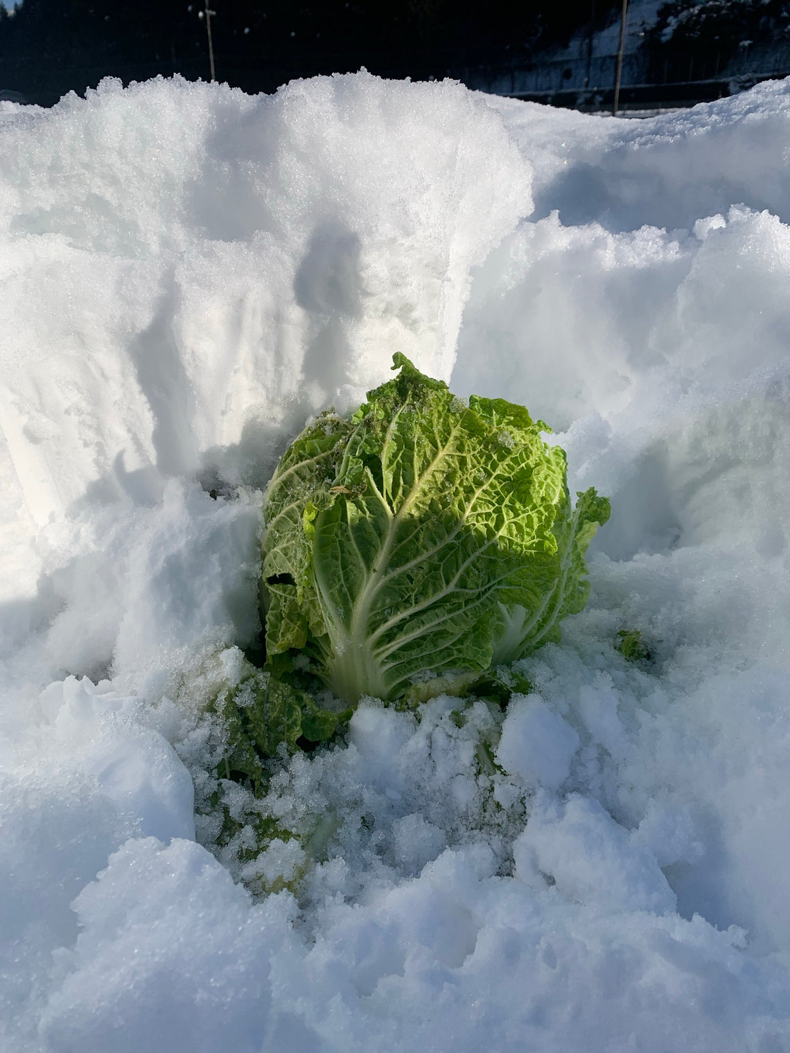 雪中白菜
