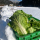 雪中白菜