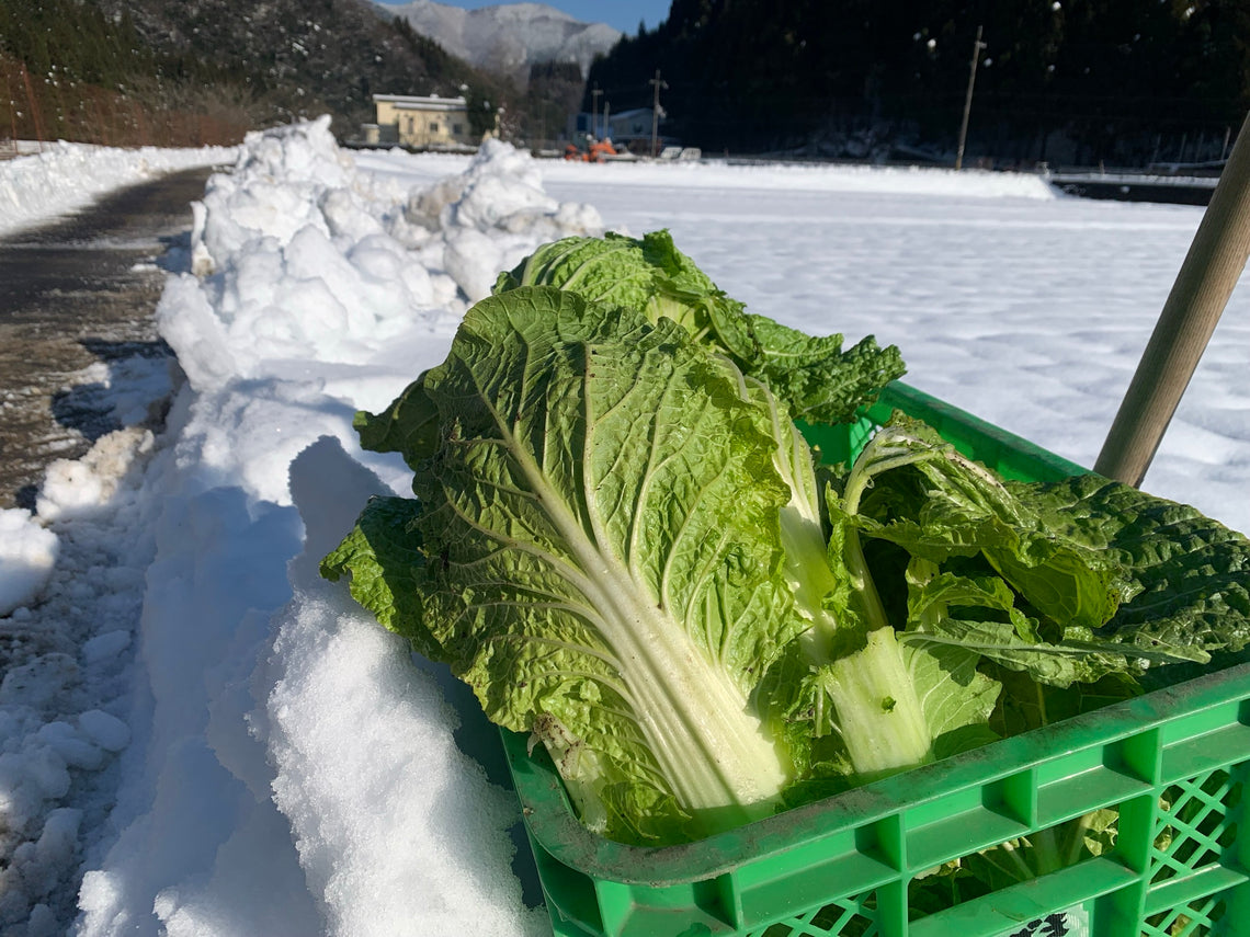 雪中白菜