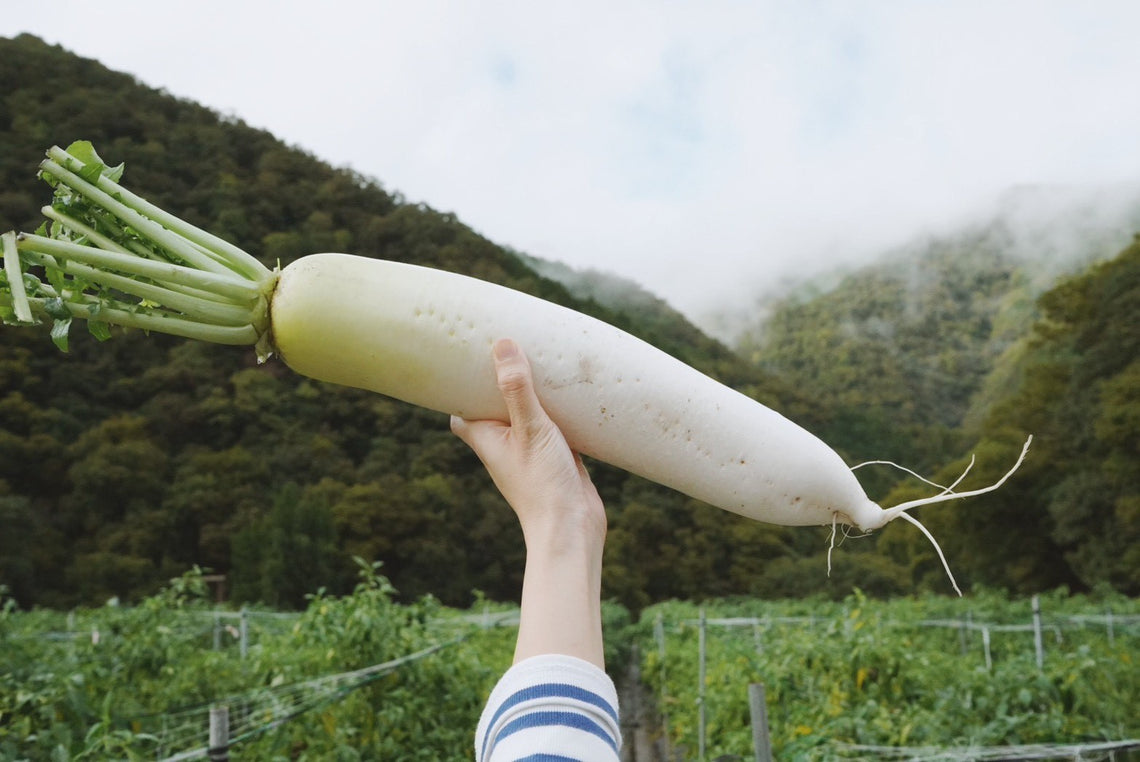 神鍋高原産「高原大根」