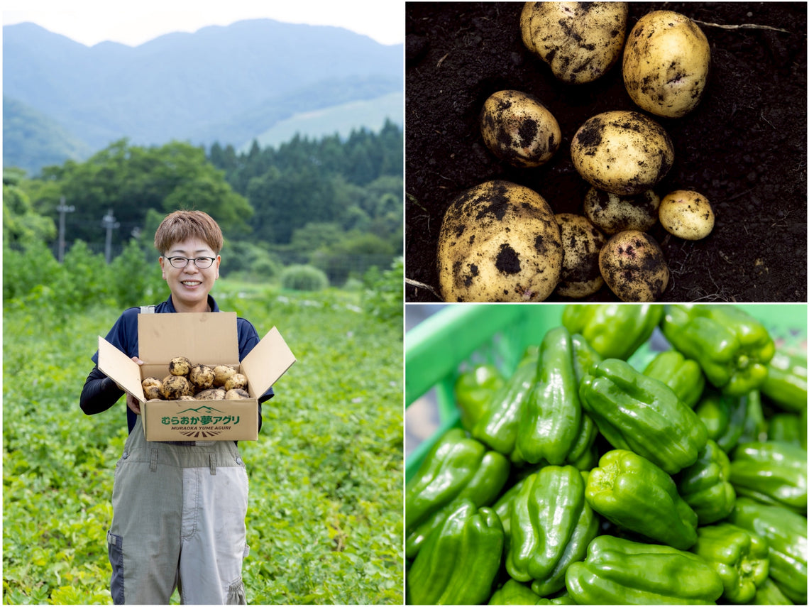 【予約販売：７月中旬～お届け】ピーマンとじゃがいも（きたあかり）セット