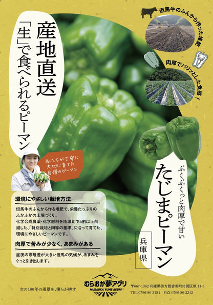 【予約販売：７月初旬～お届け】たじまピーマン