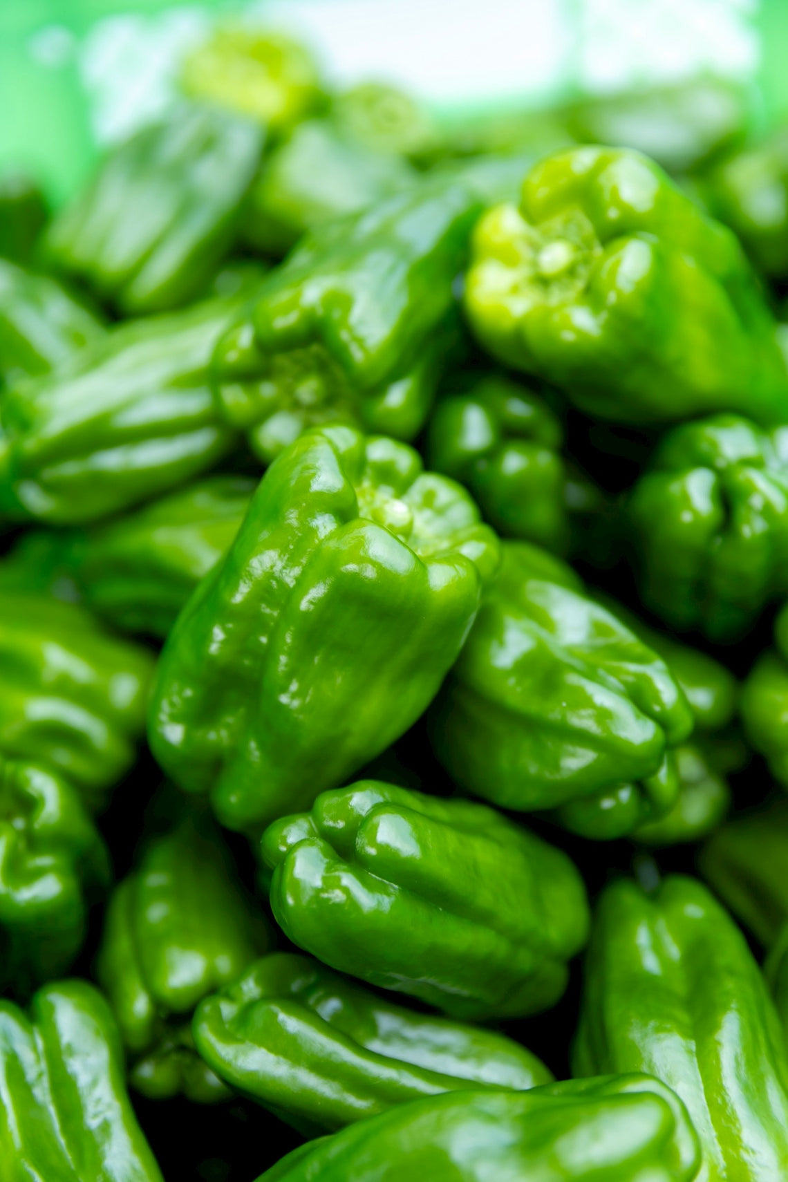 【予約販売：７月初旬～お届け】たじまピーマン