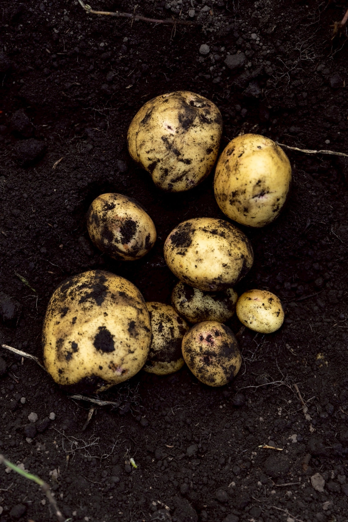 【予約販売：７月中旬頃～お届け】新じゃがいも（きたあかり）