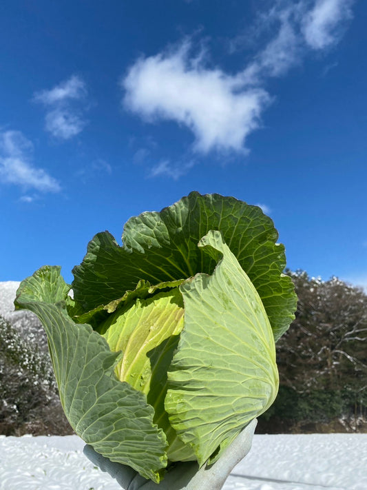 【予約販売：４月下旬～お届け】春キャベツ